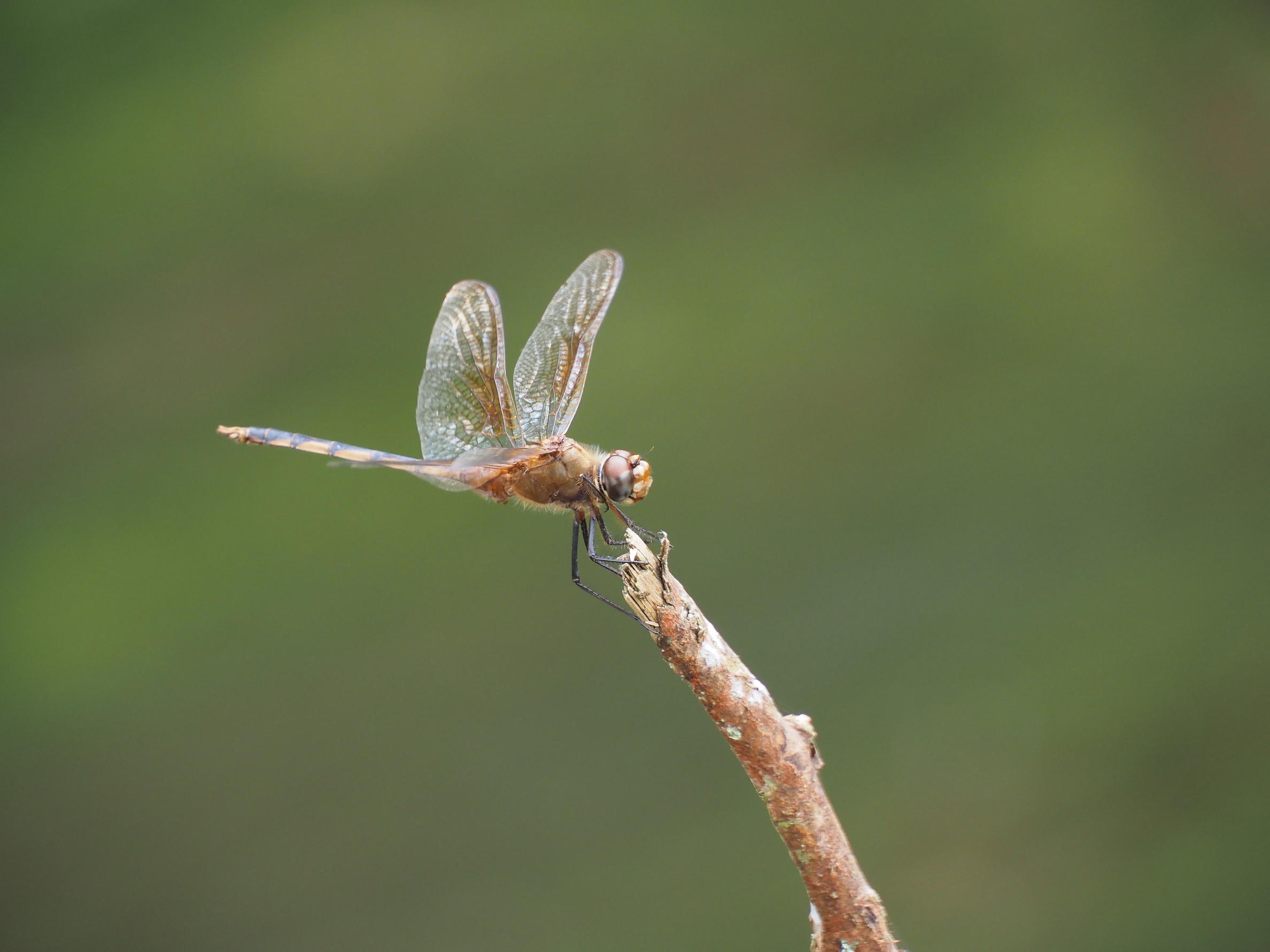 Brachymesia herbida 
 (Gundlach, 1889) en el campo. Foto: Marc Barreda Llorens (ICCDRS Collection).